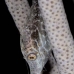 filefish_slender_lr_gc_v_0027_cay3915.jpg